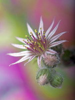 2013 Award Finalist Image "Summer Light" by hotographer Connie J. Arnsman